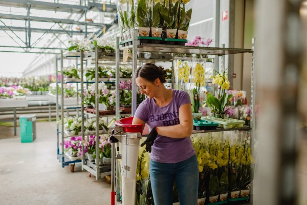 Medewerker orchideeën Westland/Bleiswijk