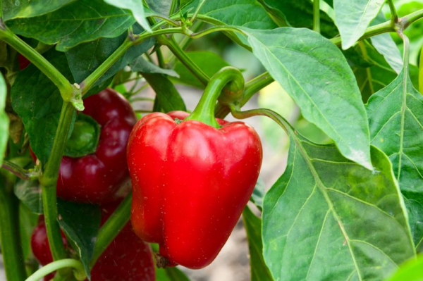 Medewerker Paprika´s