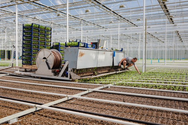 Leidinggevende medewerker tuinbouw