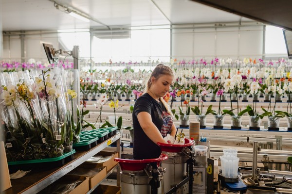 Medewerker orchideeën Heemskerk