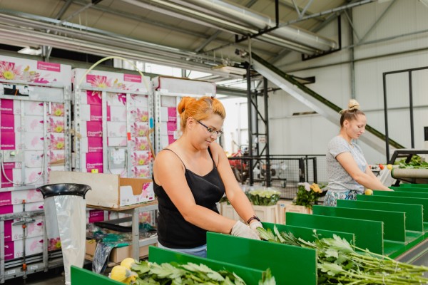Medewerker chrysanten