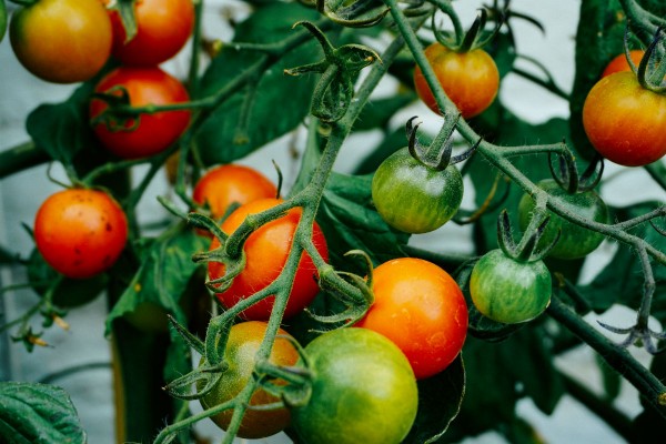 Medewerker tomaten