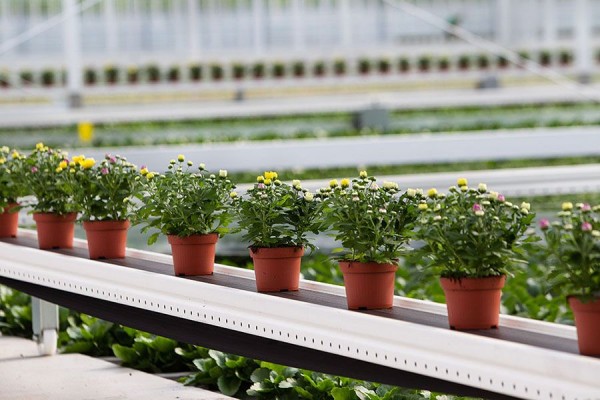 Medewerker Potplanten