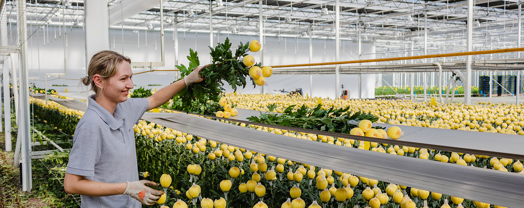 Chrysanthemums Employee